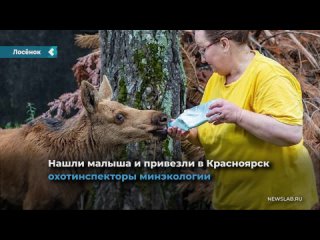 a lone calf nailed to a herd of horses in the achinsk region