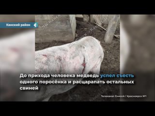 a resident of the kansk region with a pitchfork beat off his piglets from a bear