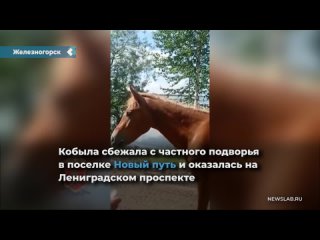 the police, with the help of carrots and sugar, persuaded the horse to return to the owner